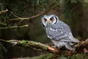 white faced scops owl