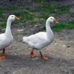 white geese are walking