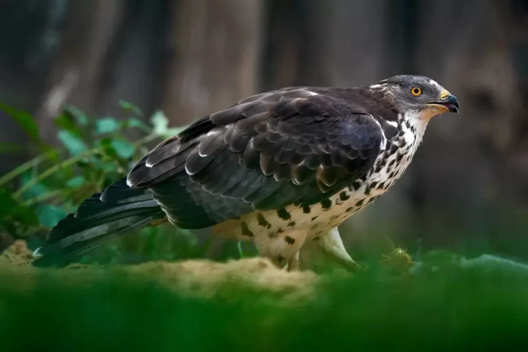 Catch a hawk