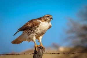 Hawk standing