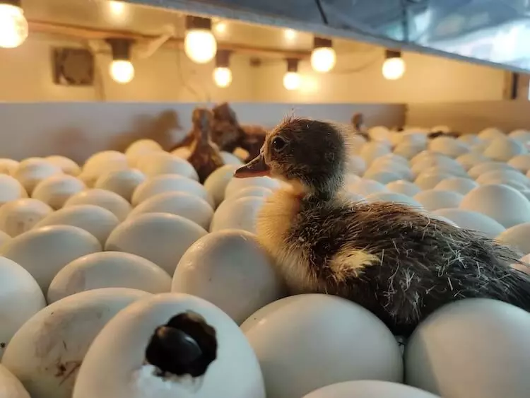 Incubating Duck Eggs