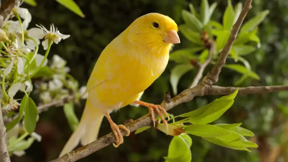 Canary-bird on a branch