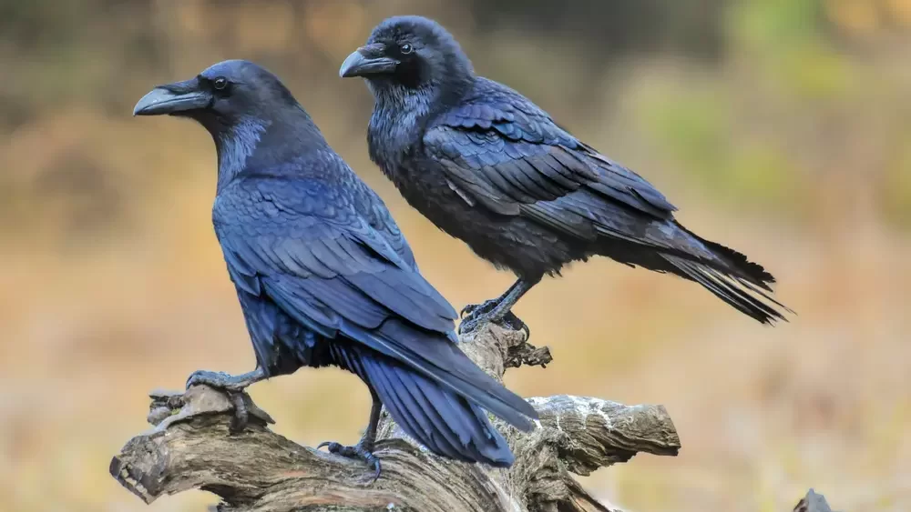 Common raven on old stump