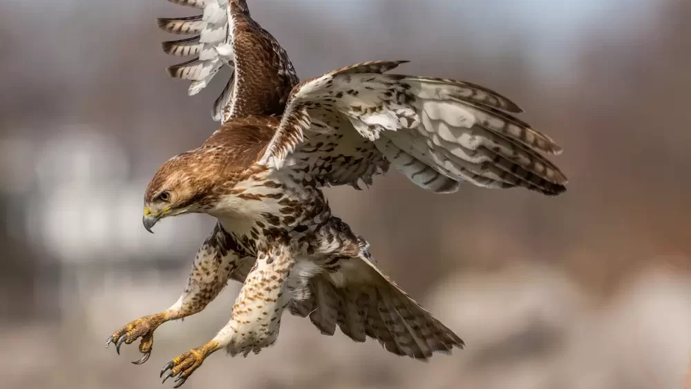 Red tailed hawk