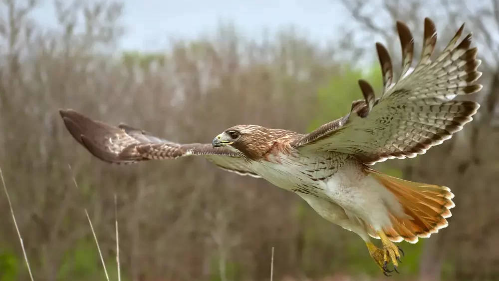 Red tailed hawk flying