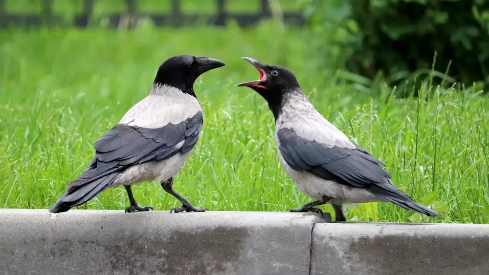 Two hooded crows