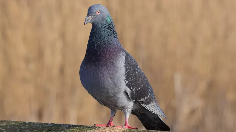 a wild pigeon