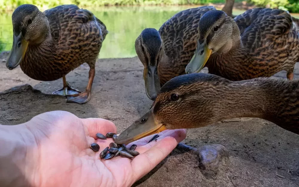 feeding wild ducks seeds