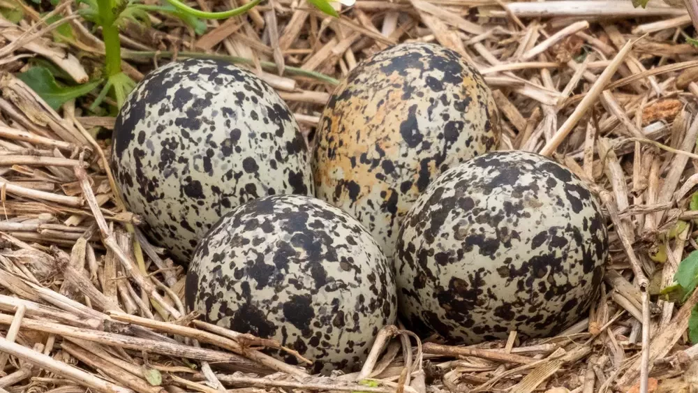four killdeer eggs