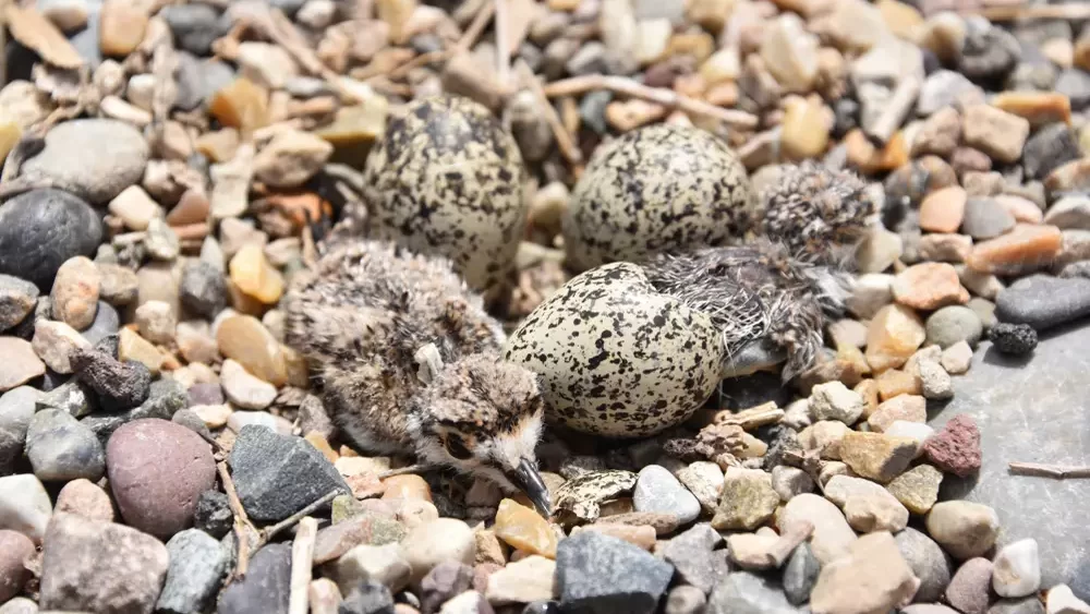 hatched Killdeer plover chick