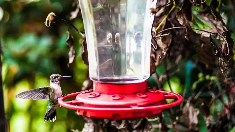 hummingbird feeder