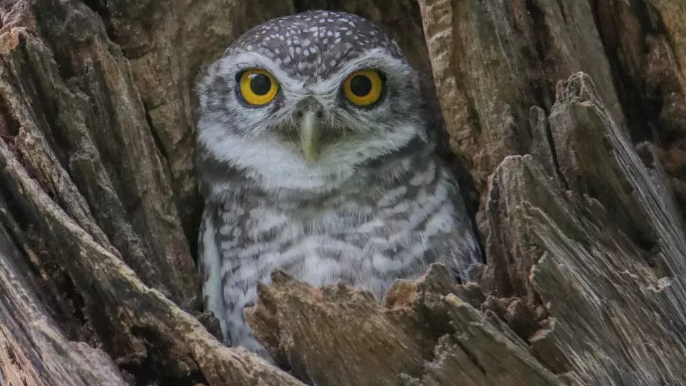 owl (Athene brama) bird