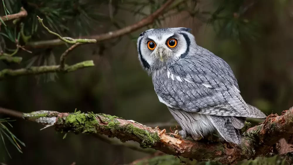 white faced scops owl